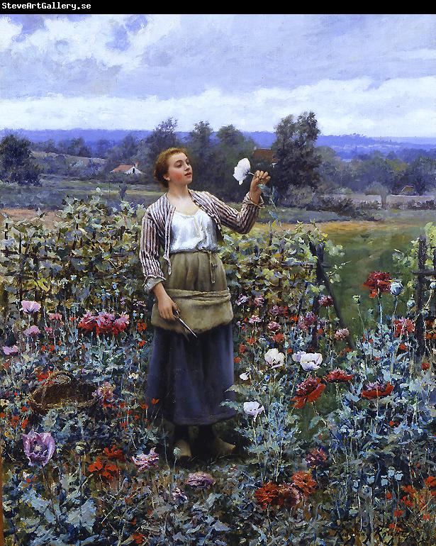 Daniel Ridgeway Knight Picking Poppies